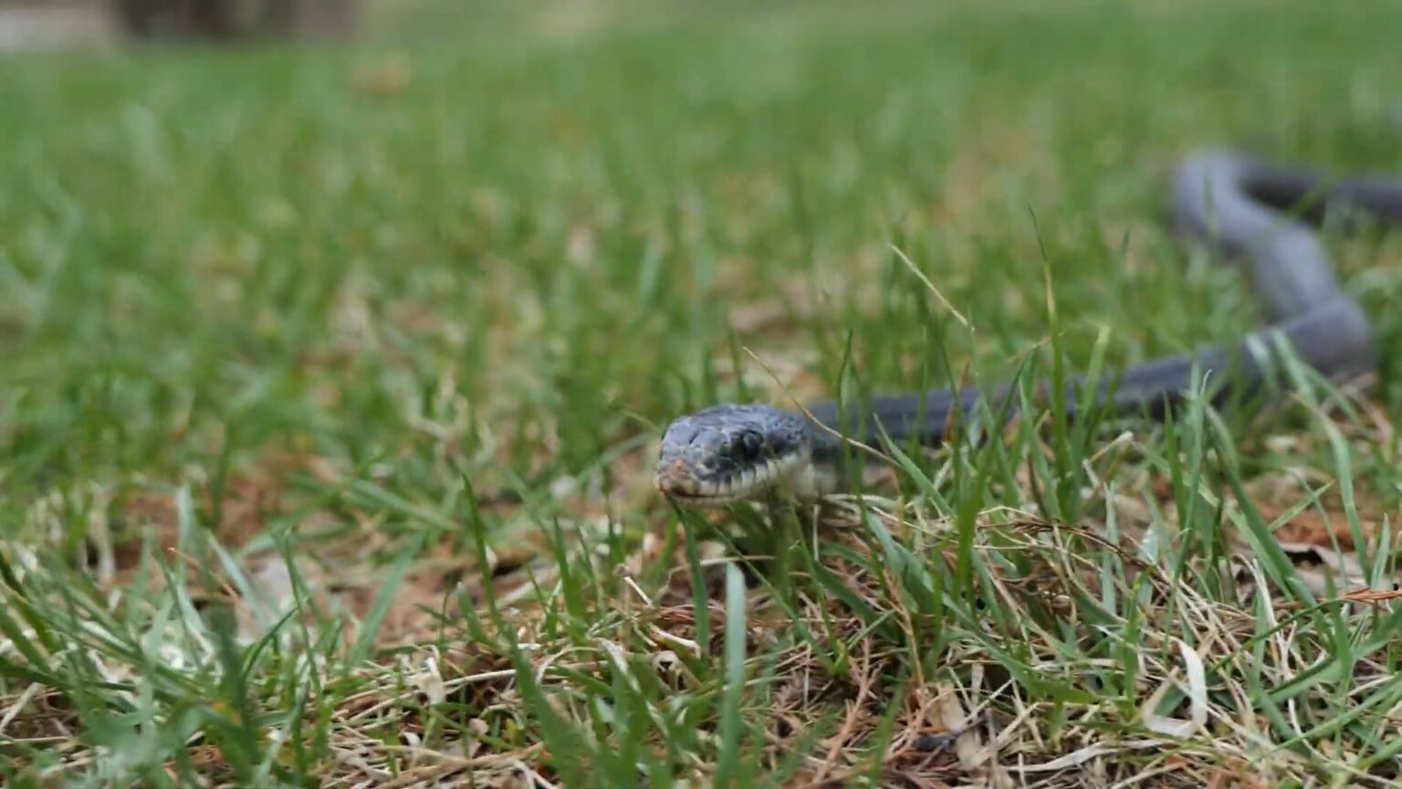 A Wild Encounter: Exploring the Fantastic 5 Poisonous Snakes of ...